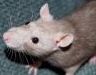 A polisztirol lapot az egerek megrágják?